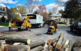 How Our Tree Care Process Works  in  Limestone, IL