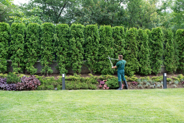 Best Lawn Pest Prevention  in Limestone, IL